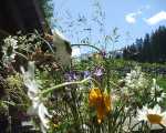 Blumen-auf-Alm.jpg