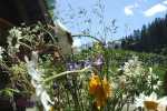 Blumen-auf-Alm.jpg